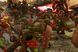 Скриншот игры Warhammer 40,000: Dawn of War Anniversary Edition - Ключ Steam