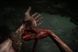 Скриншот игры Scorn Deluxe Edition - Ключ Steam