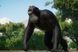 Скріншот гри Planet Zoo: Conservation Pack - Ключ Steam