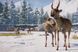 Скриншот игры Planet Zoo: Eurasia Animal Pack - Ключ Steam
