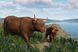 Скриншот игры Planet Zoo: Barnyard Animal Pack - Ключ Steam