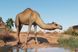 Скриншот игры Planet Zoo: Arid Animal Pack - Ключ Steam