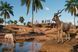 Скриншот игры Planet Zoo: Arid Animal Pack - Ключ Steam