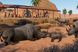 Скриншот игры Planet Zoo: Arid Animal Pack - Ключ Steam