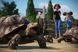 Скріншот гри Planet Zoo: Zookeepers Animal Pack - Ключ Steam