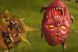 Скриншот игры Blood Bowl 2 Legendary Edition - Ключ Steam