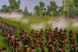 Скриншот игры Total War: Empire - Definitive Edition - Ключ Steam